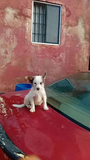 1-3 months Male Purebred Lhasa Apso