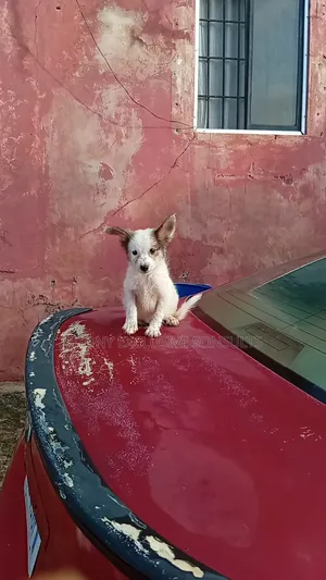 1-3 months Male Purebred Lhasa Apso