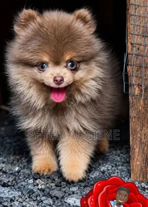 1-3 months Male Purebred Pomeranian