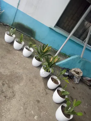 Flower Pots and Flowers