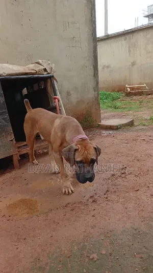 1+ year Male Purebred Boerboel