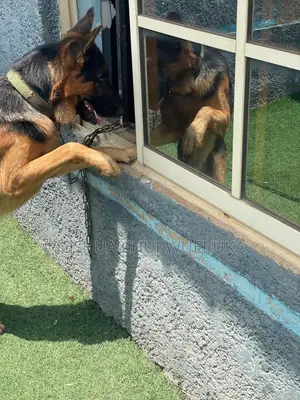 1+ year Male Purebred German Shepherd