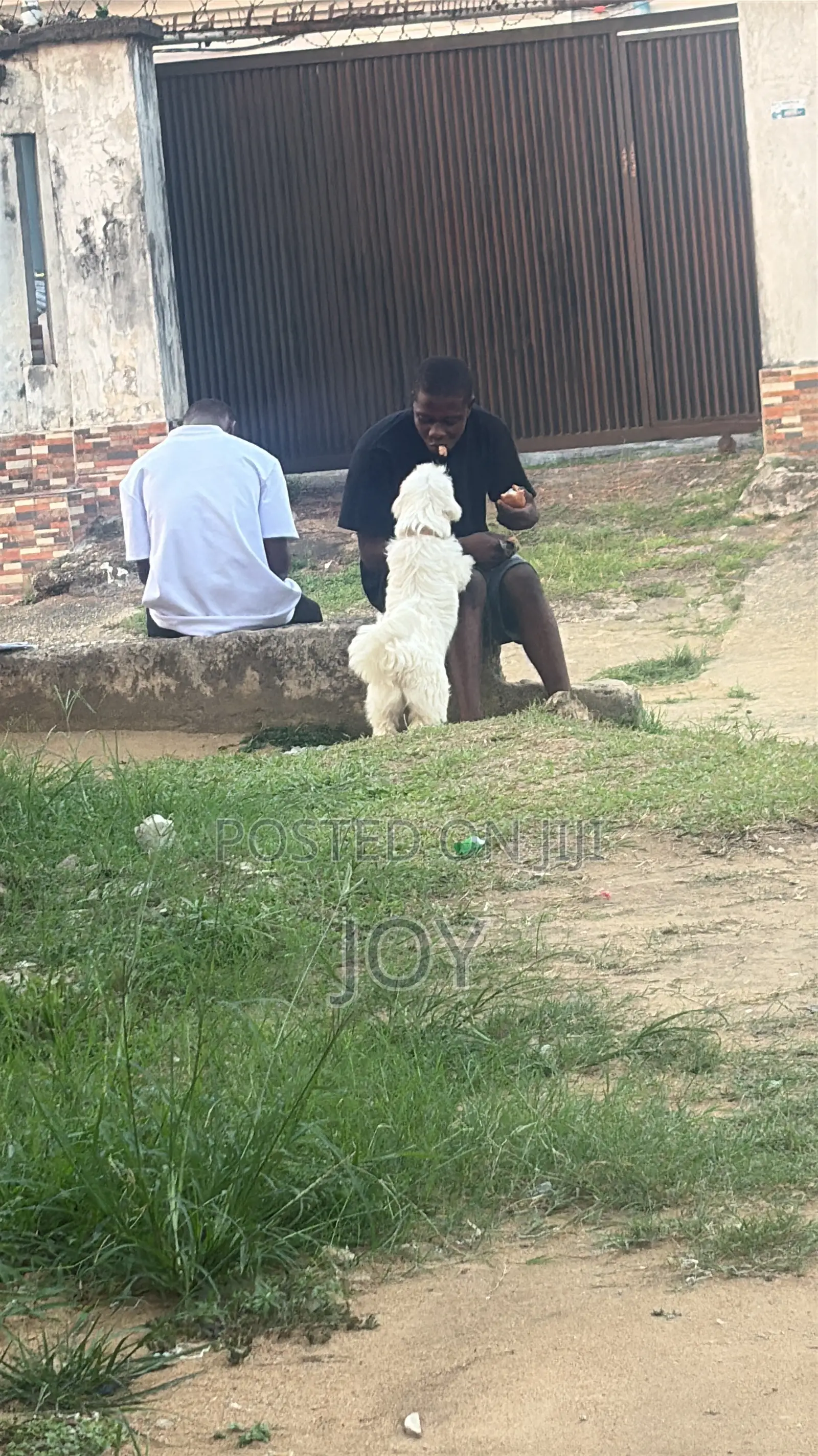 1+ year Female Purebred Lhasa Apso