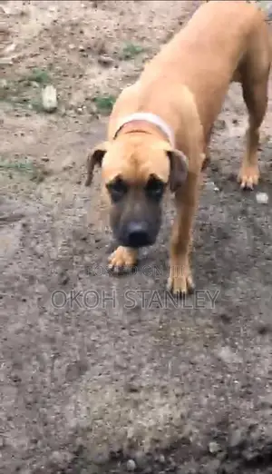 6-12 months Male Purebred Boerboel