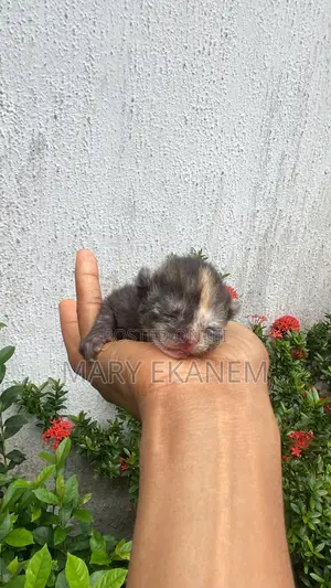0-1 month Female Mixed Breed American Shorthair