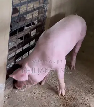 Hybrid Pig Male and Female