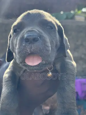 1-3 months Female Purebred Cane Corso