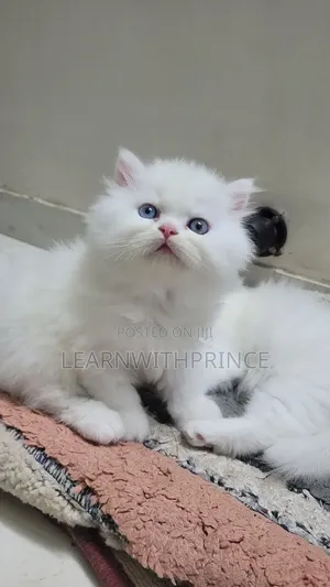 1-3 months Female Purebred Persian