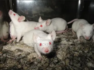 Albino Mice