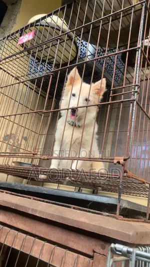 3-6 months Male Purebred American Eskimo