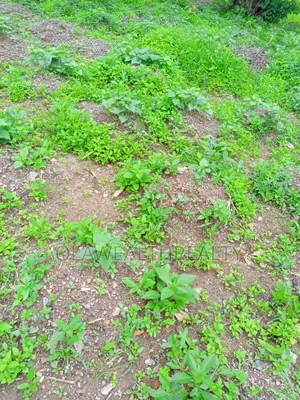 1,200sqm Residential Land at Maitama