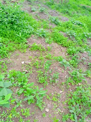 501sqm Residential Plot at Ajah