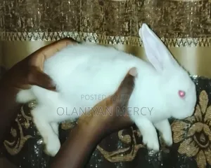 Rabbit 2 Months and 4 Days