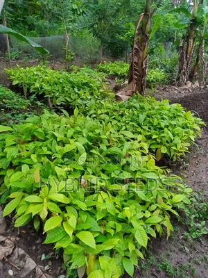Cocoa Seedlings (Hybrid)