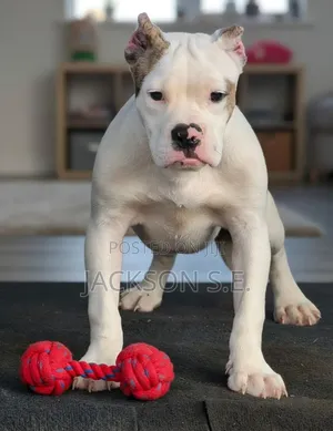 3-6 months Male Purebred American Bully