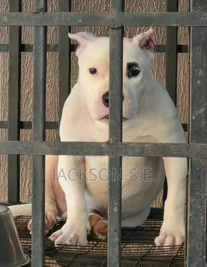 3-6 months Male Purebred American Bully