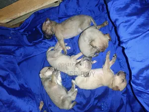 0-1 month Male Mixed Breed Boerboel