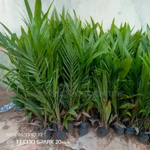 Hybrid Malaysia Supergen Palm Seedling, Tenera Palm Seedling, Seeds
