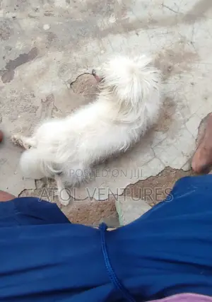 1+ year Female Mixed Breed Lhasa Apso