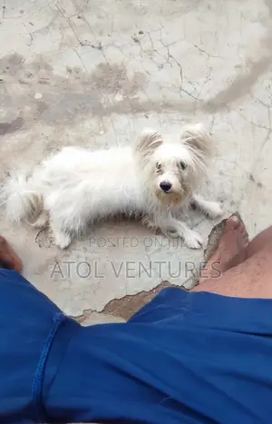1+ year Female Mixed Breed Lhasa Apso