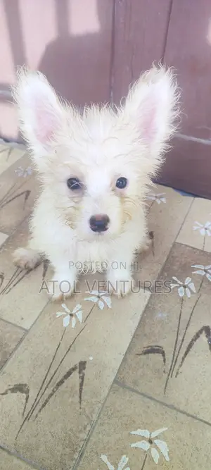 1-3 months Female Mixed Breed Lhasa Apso