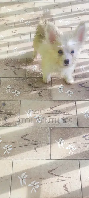 1-3 months Female Mixed Breed Lhasa Apso