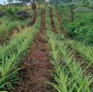 Hybrid Pineapple Suckers
