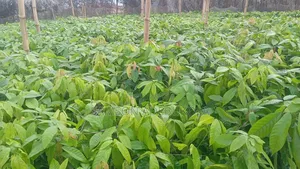 Hybrid Cocoa Seedlings for Sale (18 Months)