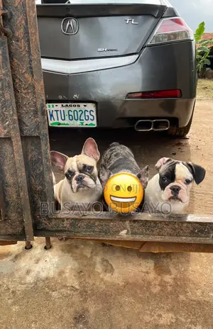 3-6 months Female Purebred French Bulldog