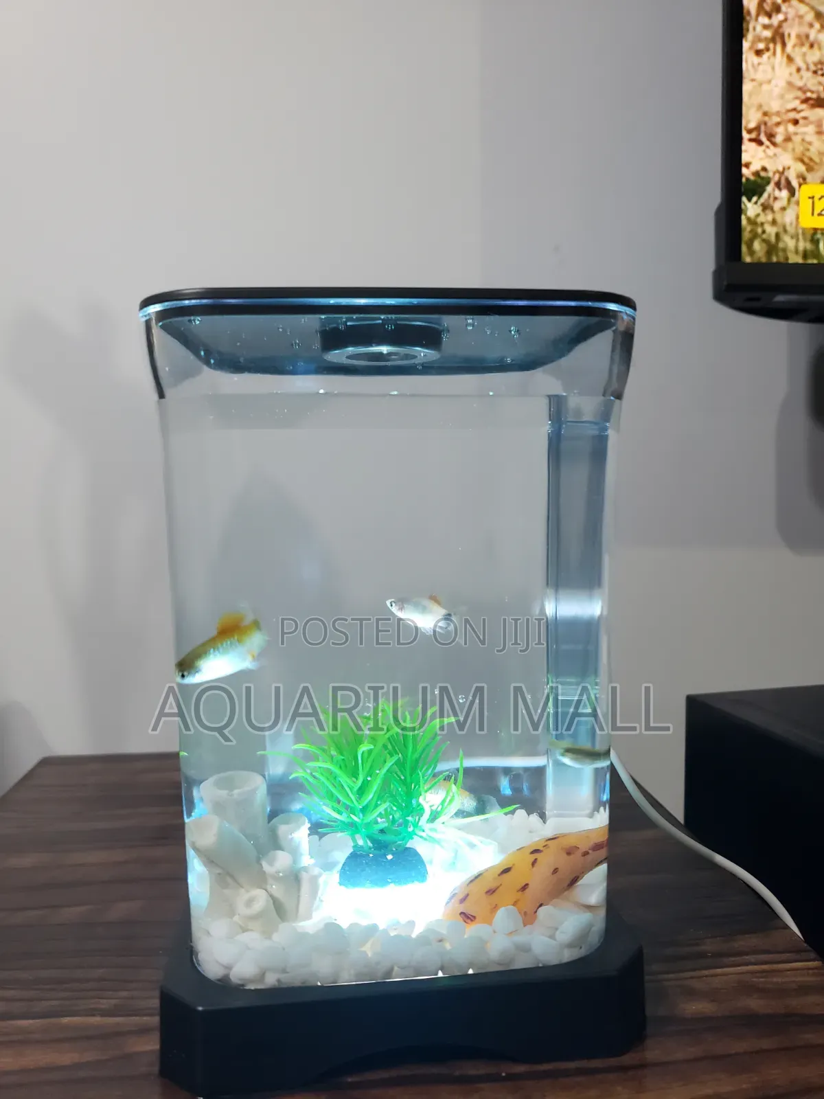 Mini Aquarium