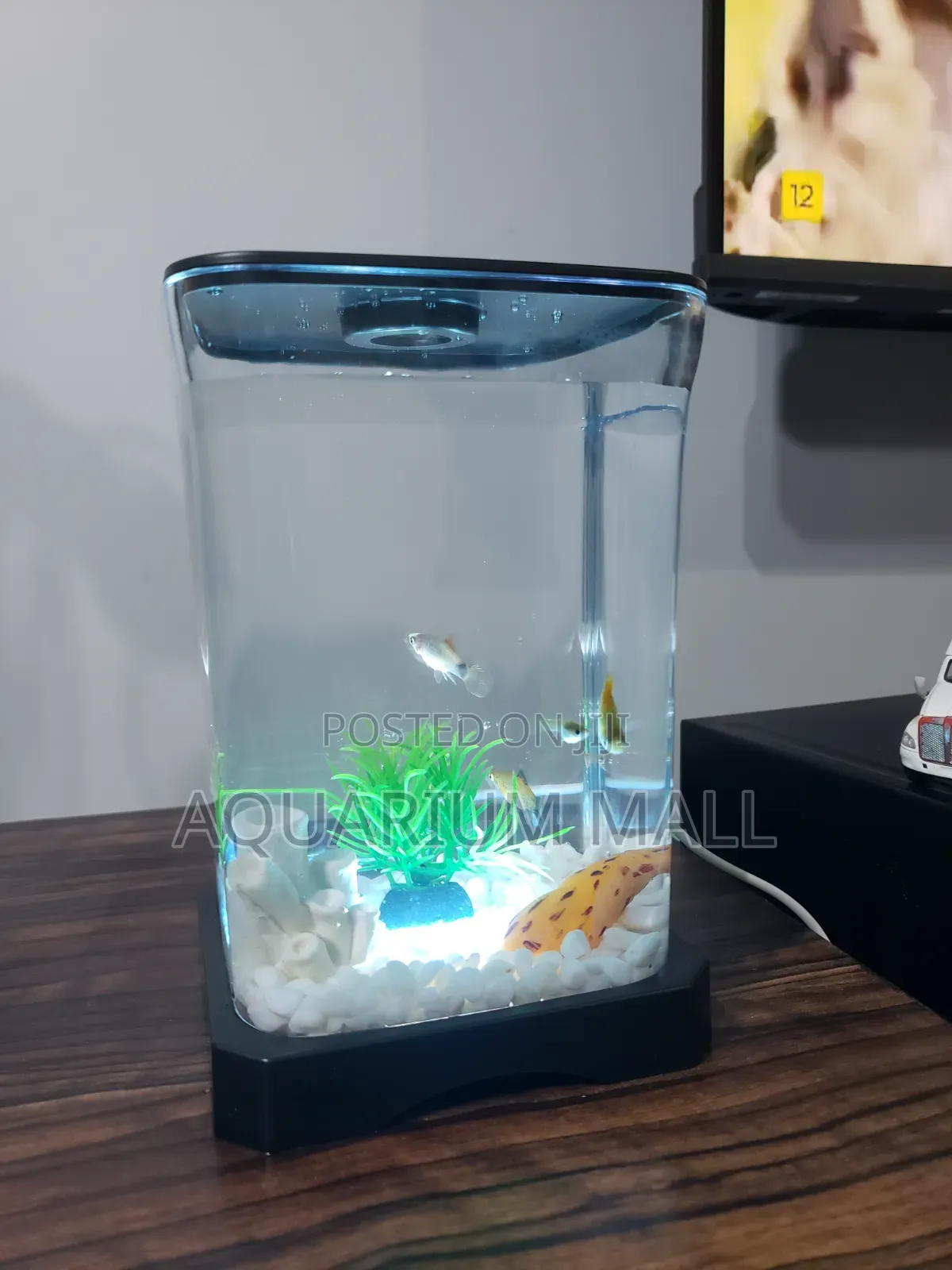 Mini Aquarium