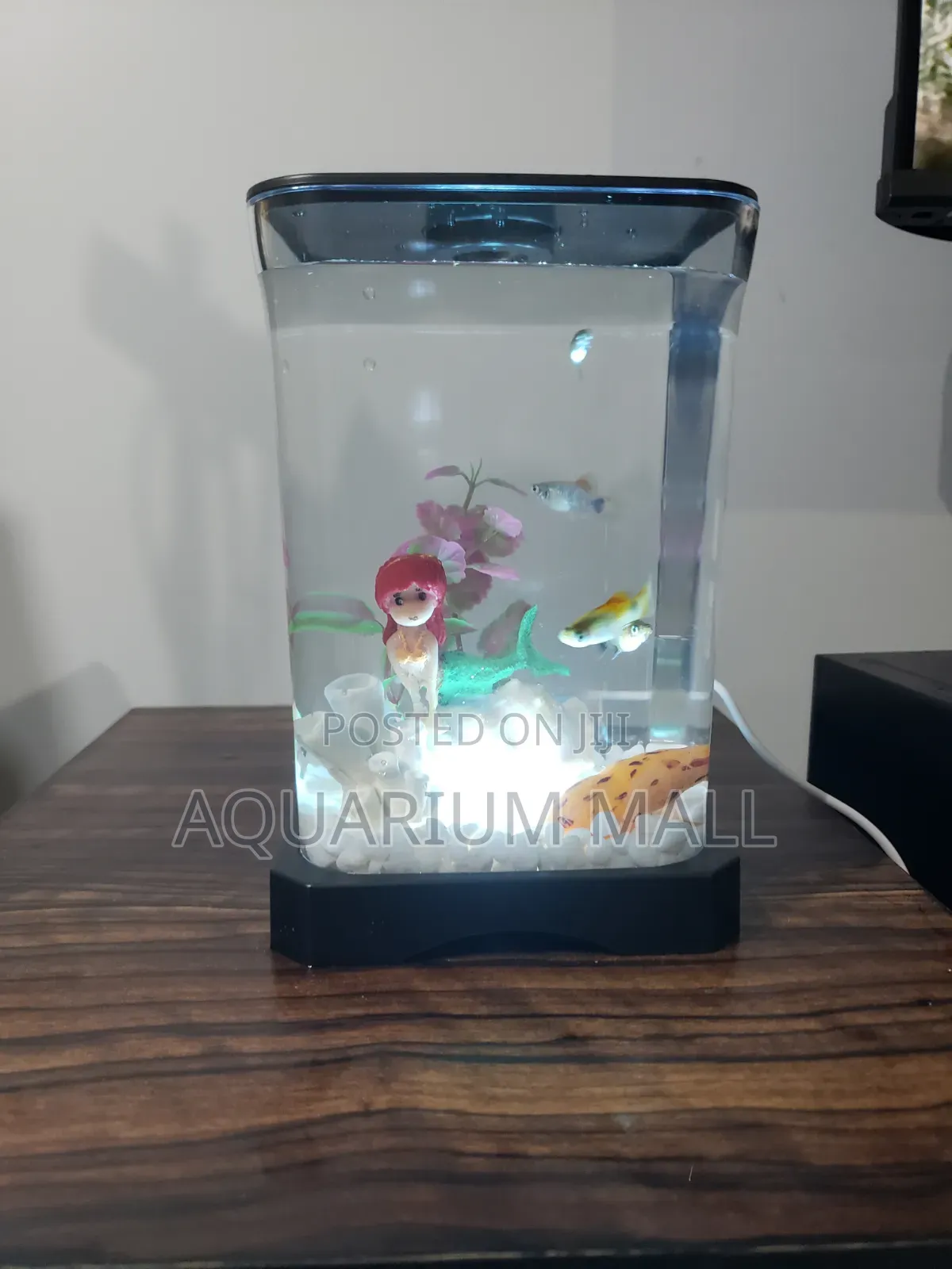 Mini Aquarium