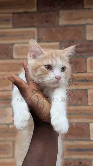 3-6 months Male Purebred Persian