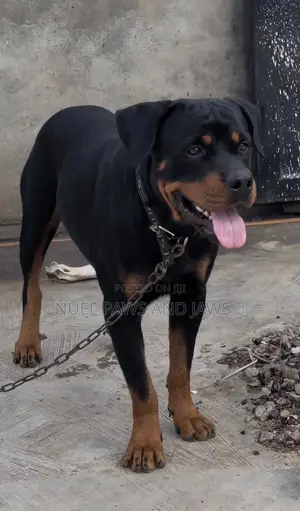 1+ year Male Purebred Rottweiler