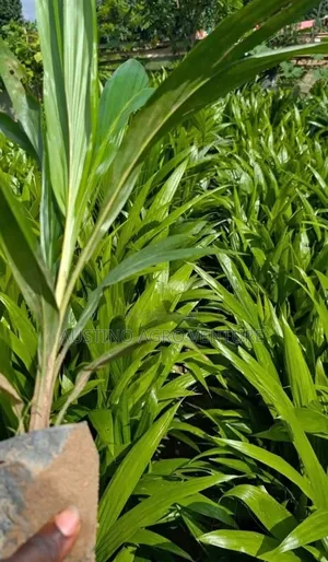 Pure Malaysia Supergen Oil Palm Seedlings