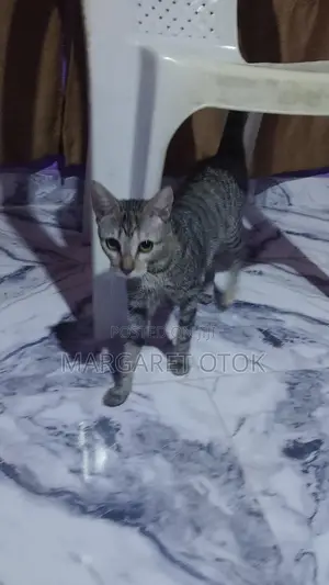 6-12 months Male Mixed Breed Tabby