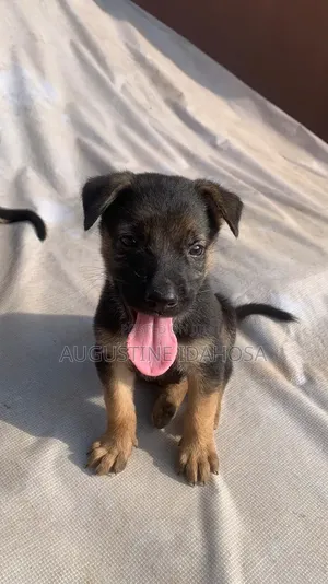 0-1 month Male Purebred German Shepherd