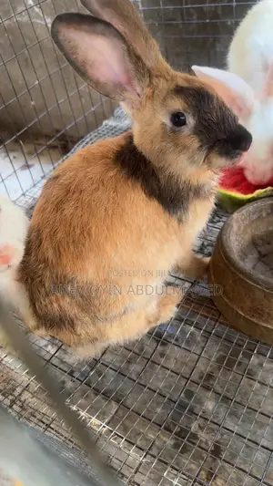 Rabbits Available for Both Pets, Breeding and Feeding