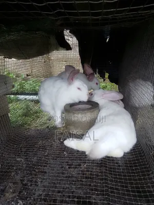 Breeding Rabbit(Over 3kg)