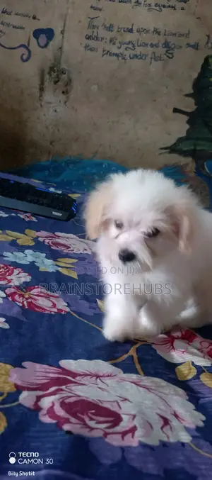 3-6 months Female Purebred Lhasa Apso