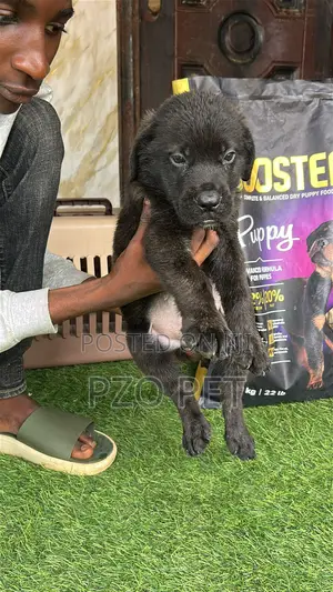 1-3 months Female Purebred Boerboel