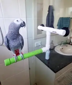 Percher for African Grey Talking Parrots.