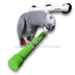 Percher for African Grey Talking Parrots.