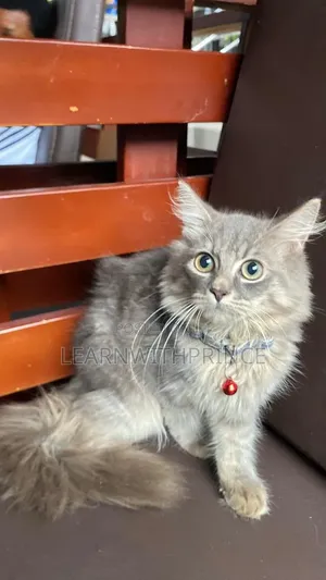 1-3 months Male Purebred Turkish Angora