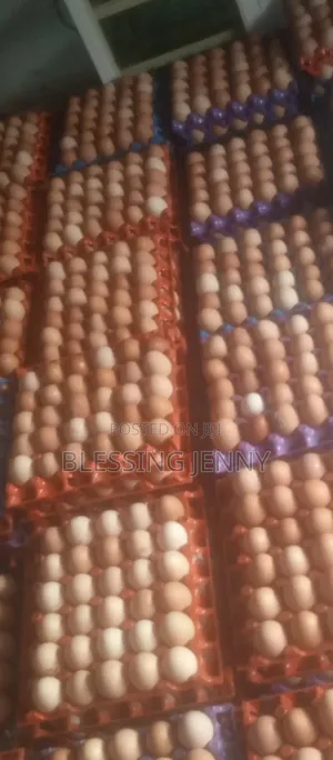 Crates Of Eggs Available 4800