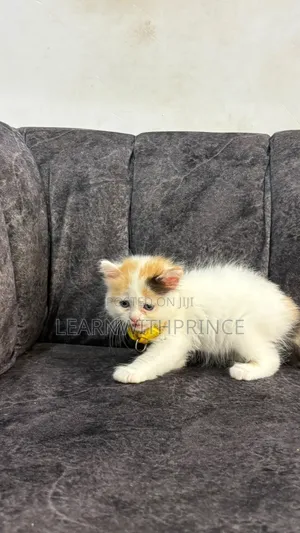 1-3 months Female Purebred Persian