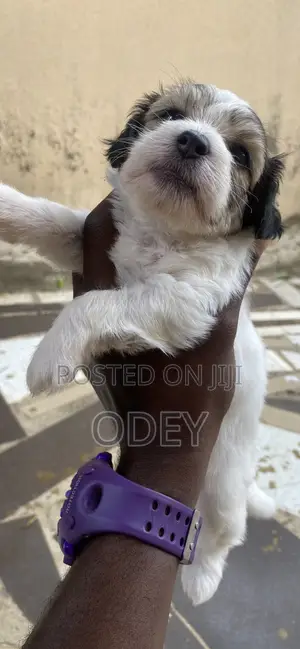 1-3 months Male Purebred Lhasa Apso
