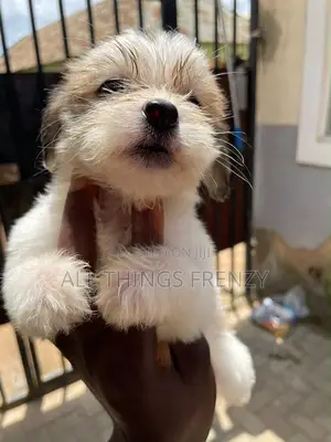 1-3 months Female Purebred Lhasa Apso