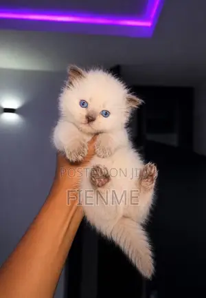 1-3 months Male Purebred Ragdoll