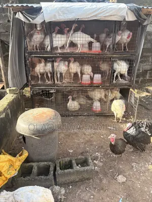 Matured Turkeys for Sale Foreign and Local Available